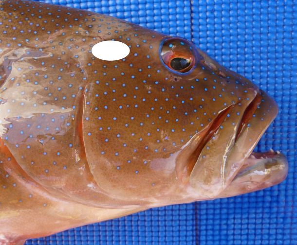 Fish to benefit from new strategy